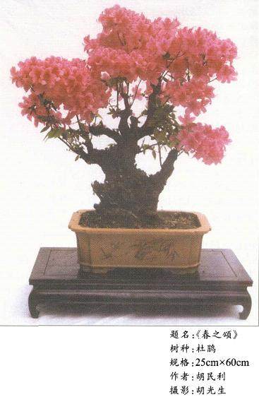 映山红盆景的换盆换土【图解】