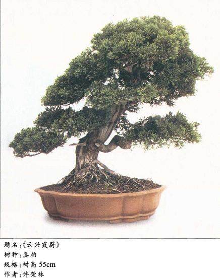 盆景正统理论的出世 实在让人诧异