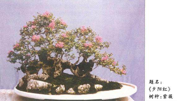 紫薇丛林组合盆景怎么按构思选育的方法