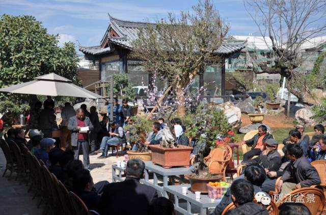 朝气蓬发扬帆起航&mdash;&mdash;丽江盆景在路上