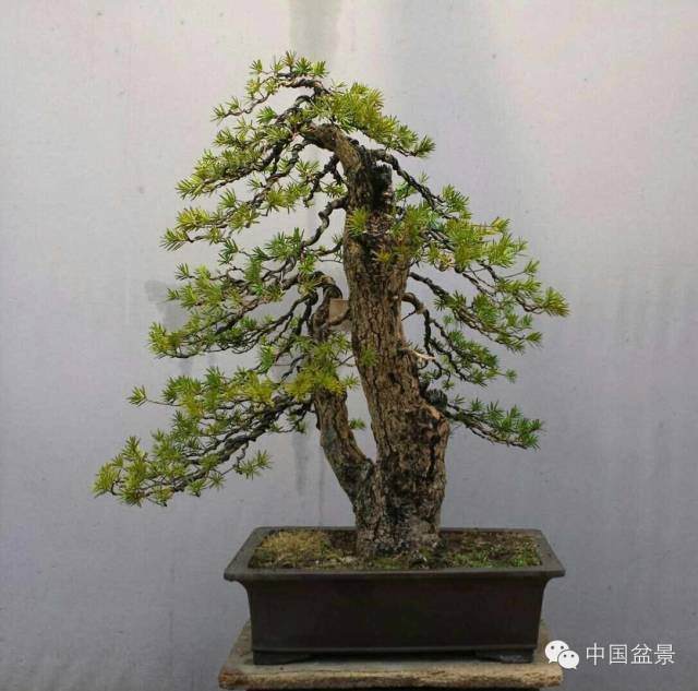 石中泉榧树盆景维护小记