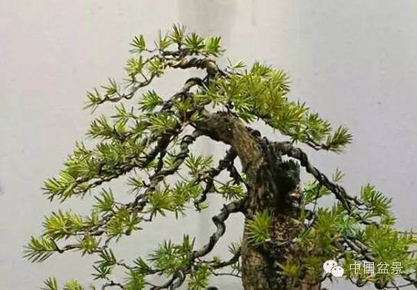 石中泉榧树盆景维护小记