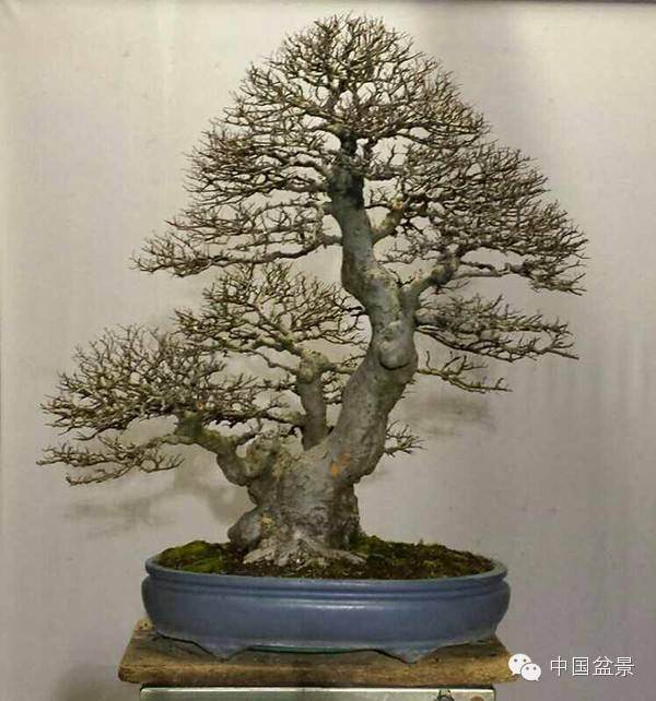 石中泉榧树盆景维护小记