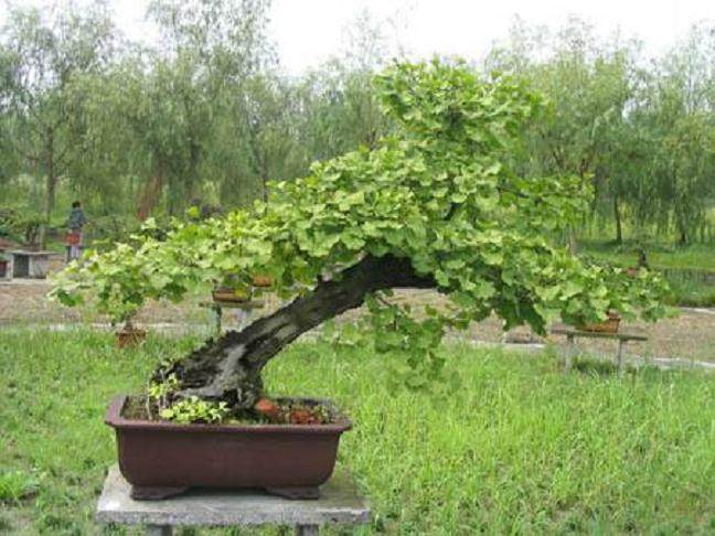 上海植物园将国宝银杏做成盆景