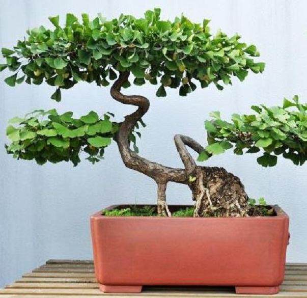 上海植物园盆景园迎来夏季杂木修剪