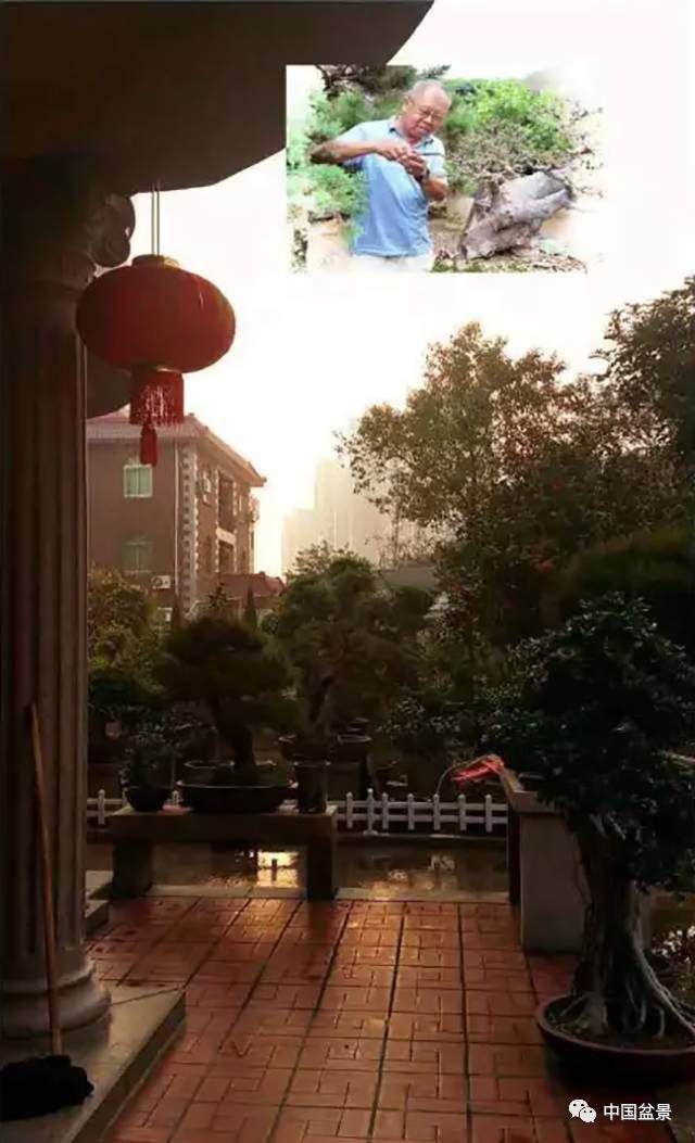 我养盆景纯粹是出于自身喜好 图片