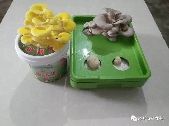 岳阳 “蘑菇哥”:将蘑菇当盆景卖 月售500余盆