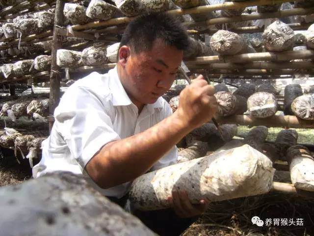 岳阳 “蘑菇哥”:将蘑菇当盆景卖 月售500余盆