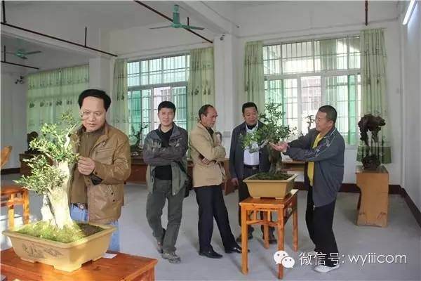 2015滃江赏石盆景根艺新春展