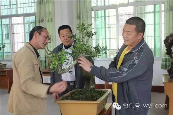 2015滃江赏石盆景根艺新春展