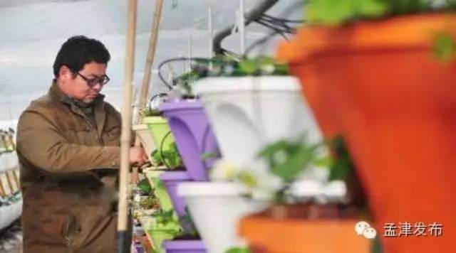 草莓达人养蜜蜂育盆景建起观光展厅