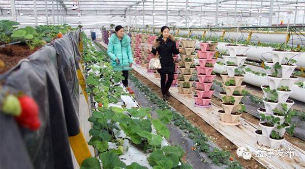 草莓达人养蜜蜂育盆景建起观光展厅