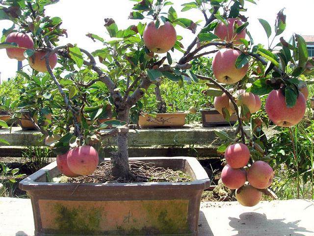 苹果、梨等盆景多只开花不挂果,听人讲可能是授粉不好?