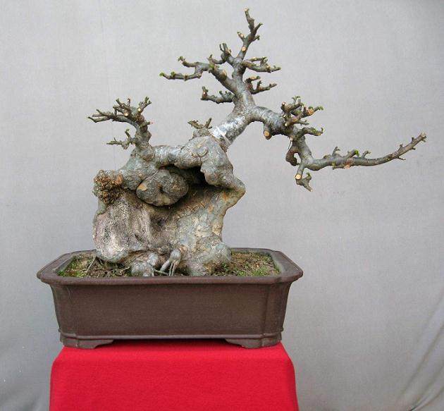 去年3月我买了一株榆树，根部受伤不大 结果嫩芽枯死？