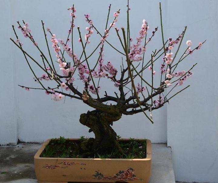 去年嫁接梅花桩头不断有胶状物流出