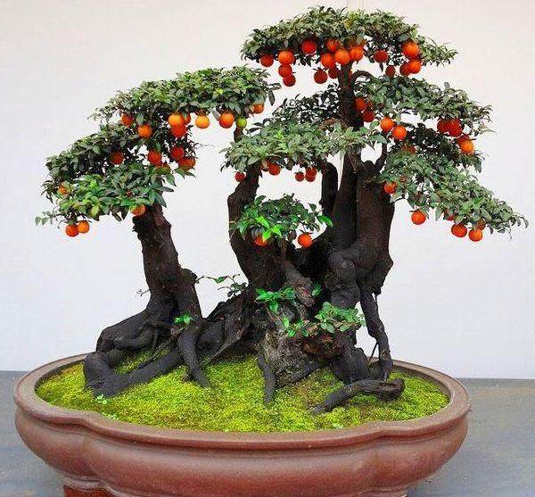 请问采用什么方法才能使其金弹子盆景持续挂果?