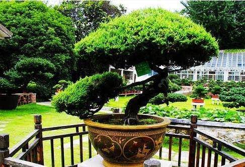如皋花木盆景出口盆景10万盆,创汇100多万美元