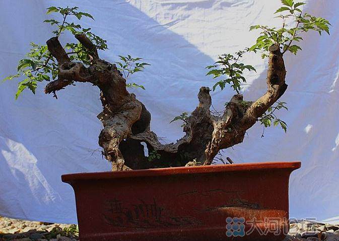 锦松嫁接大阪松技术初探