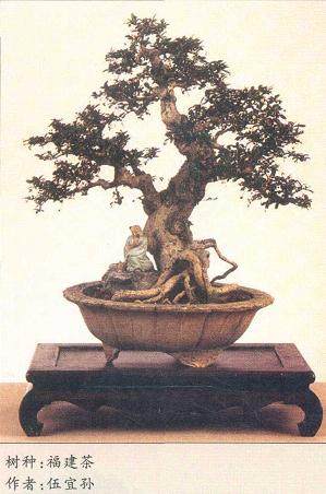 树木盆景坯材整型后的截面处理