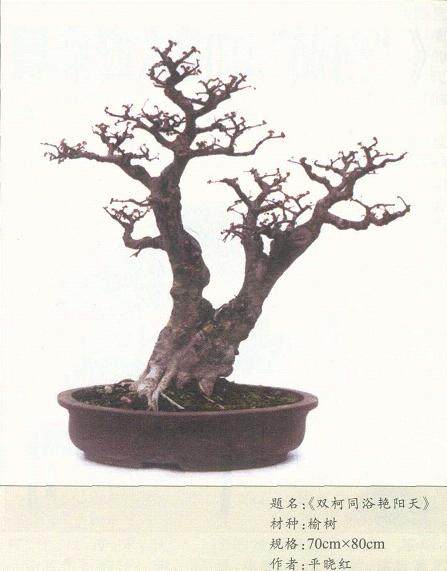 试谈平晓红先生盆景艺术风格