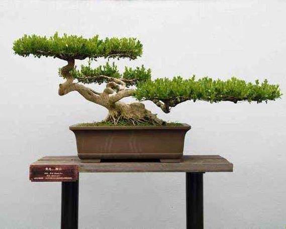 扬州盆景红园并在国内国际一系列重大展览中获奖