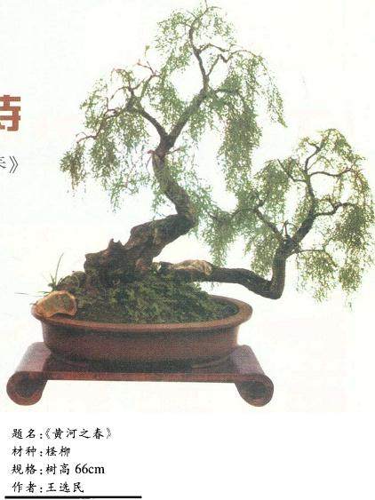 赏柽柳盆景《黄河之春》