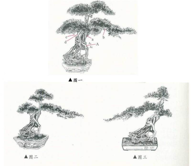 对榆树盆景《枯荣》的几点看法【图解】