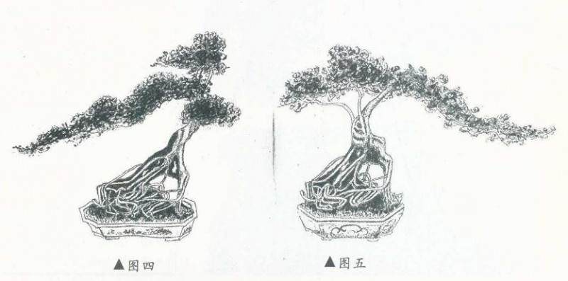 对榆树盆景《枯荣》的几点看法【图解】