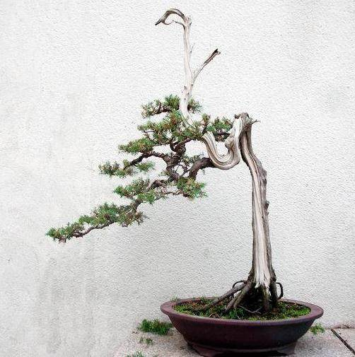 怎样能促使新桩在保留枝的中段生出新枝头?