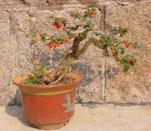 枸杞桩叶片上都是瘩疙,不知是病害,还是虫害?