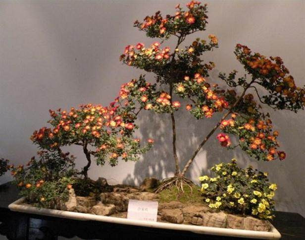 小菊盆景如何制作与养护?