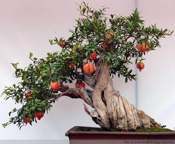 什么叫盆景的泥肥?它的成分和性质怎样?