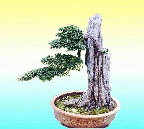 昆明市培青盆景奇石市场