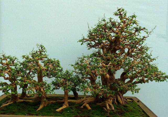 海南将举办全省第二届盆景评比展览