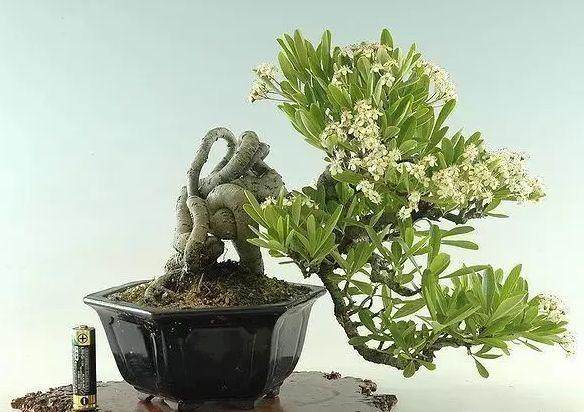 给盆景施肥应注意些什么？