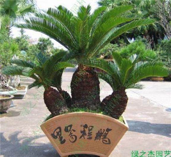 福建永定读者兰德辉问:怎样制作多头苏铁盆景?