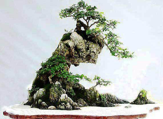 水旱盆景怎样翻盆换土?