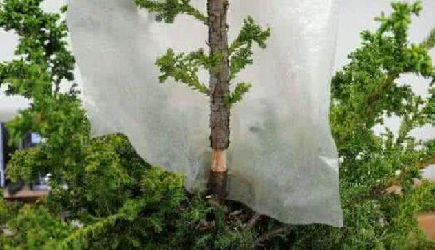 如何利用高压苗木制作盆景?