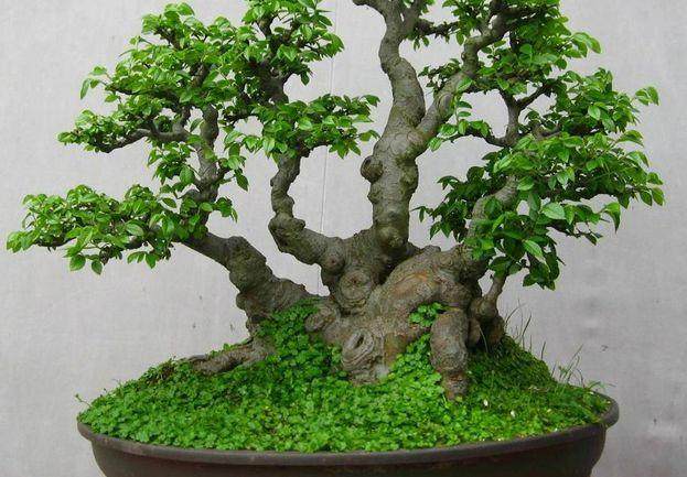 怎样才能使枸骨盆景挂果?