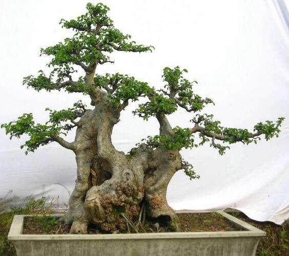 榆树盆景像皮球一样,不知是虫还是病,应该怎样进行防治?