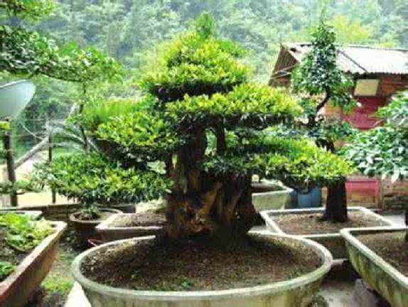 蚊母盆景的叶片上出现许多小疱子 怎么办?