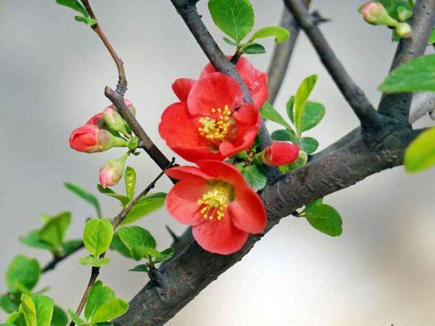 不知能否用木瓜作砧木来嫁接贴梗海棠?