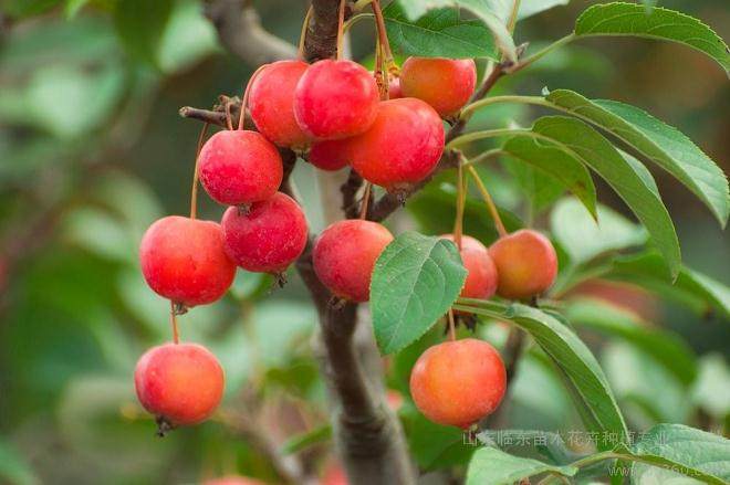 我种养的冬红果每束只结了一、二个果实 这是什么原因?