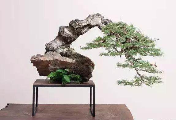 树木盆景中配置山石应注意些什么?