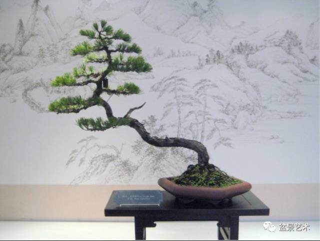 杨派盆景制作一般分为以下的几点