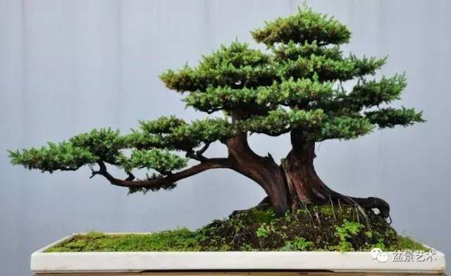 杨派盆景制作一般分为以下的几点