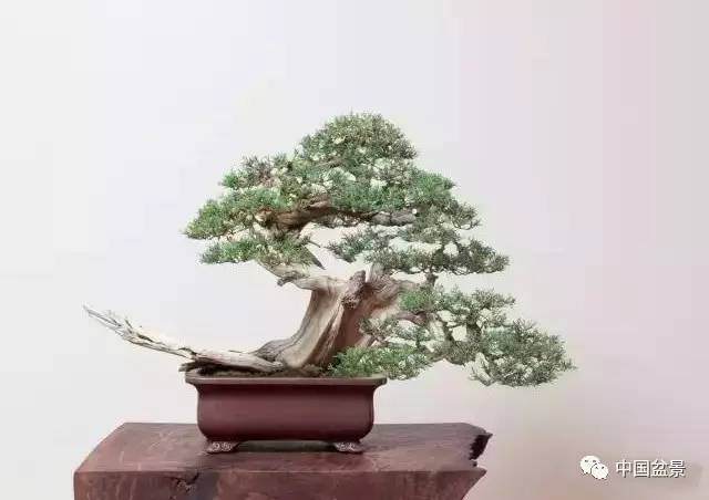 盆景要想出彩得从选择素材开始