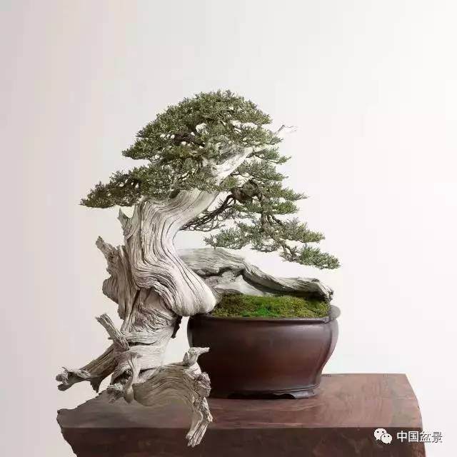 盆景要想出彩得从选择素材开始