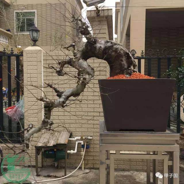 朴树盆景怎么上盆修剪的方法