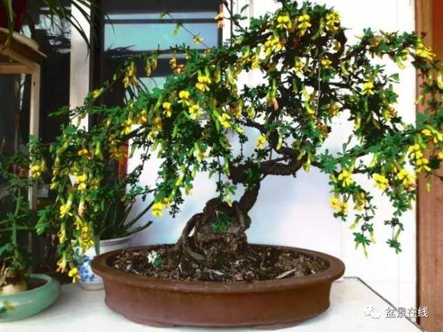 怎么才能合理给金雀盆景浇水?